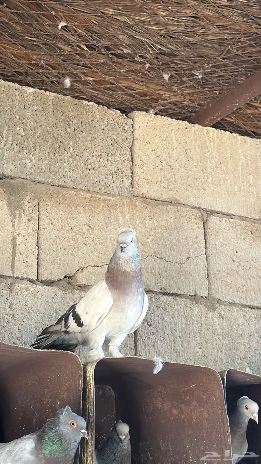 حمام جميل زينه 2