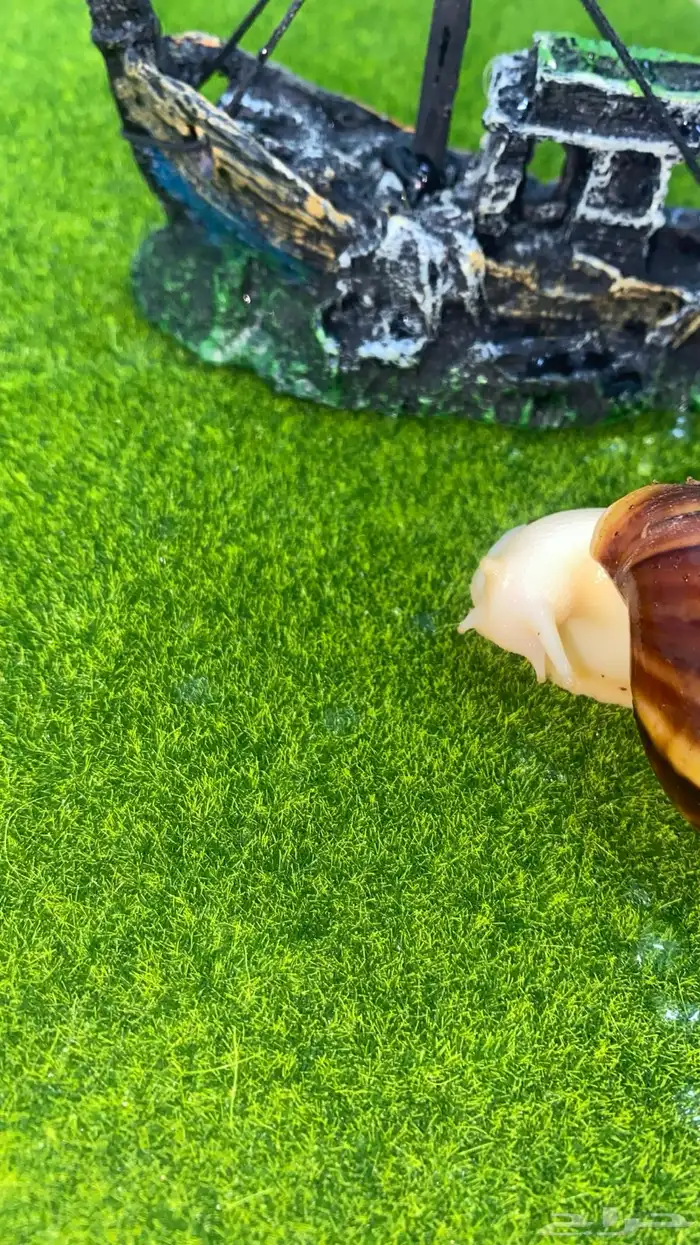 للبيع حلزونات الأفريقي عندنا انواع الحجام 1