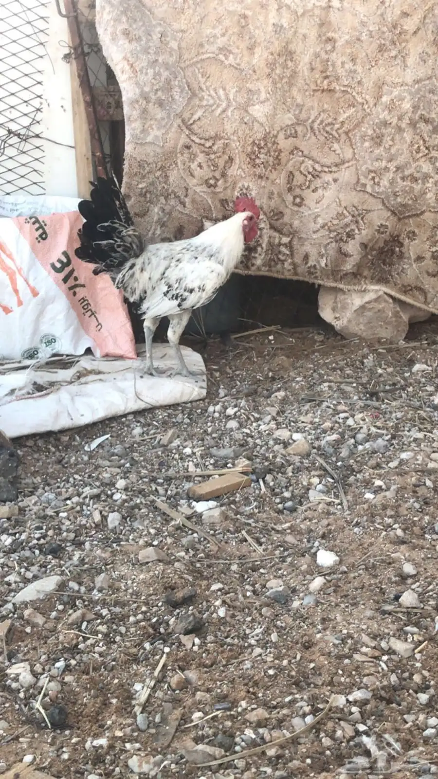 ديكه للبيع 2