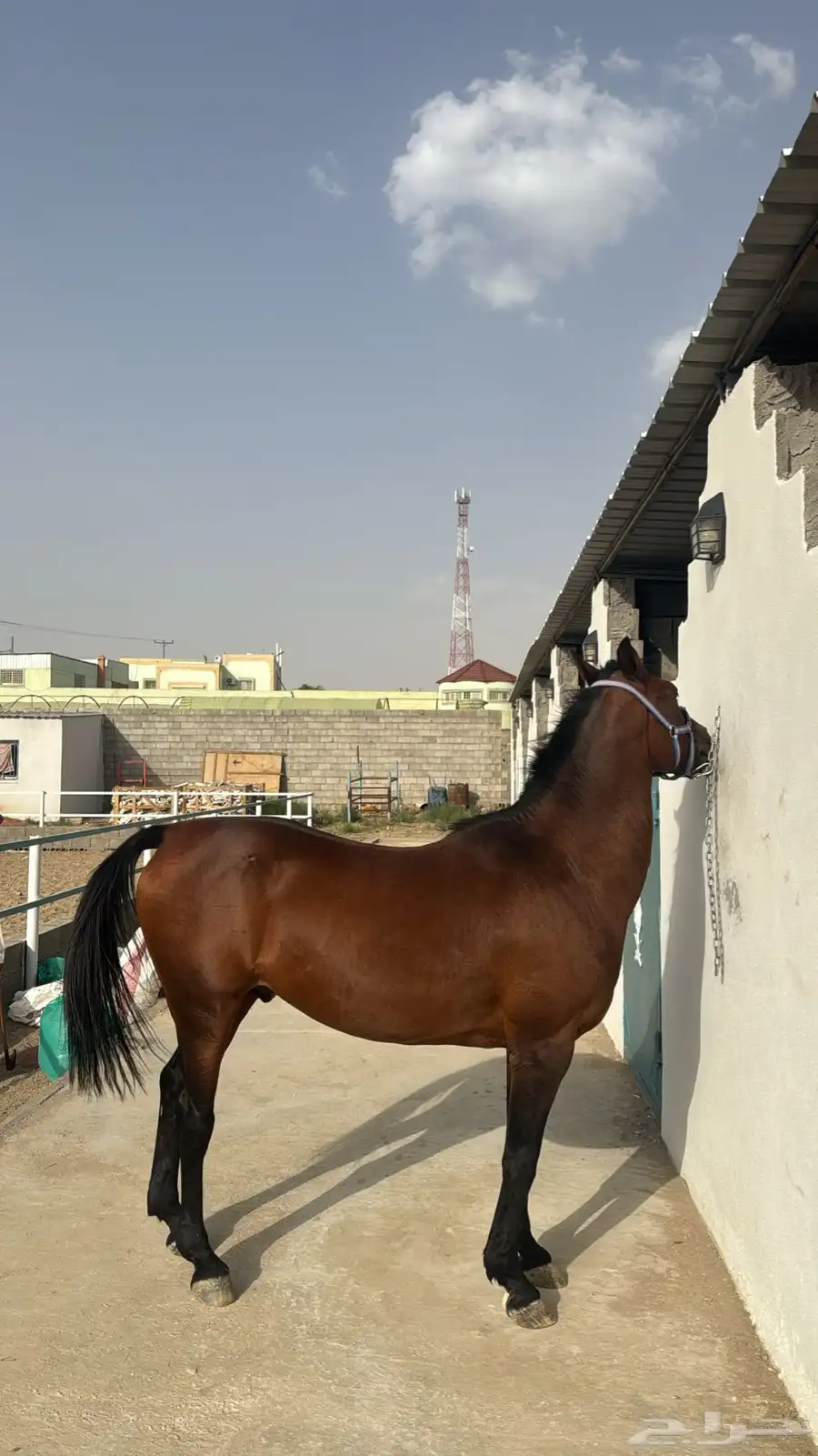 خيل انجليزي 0