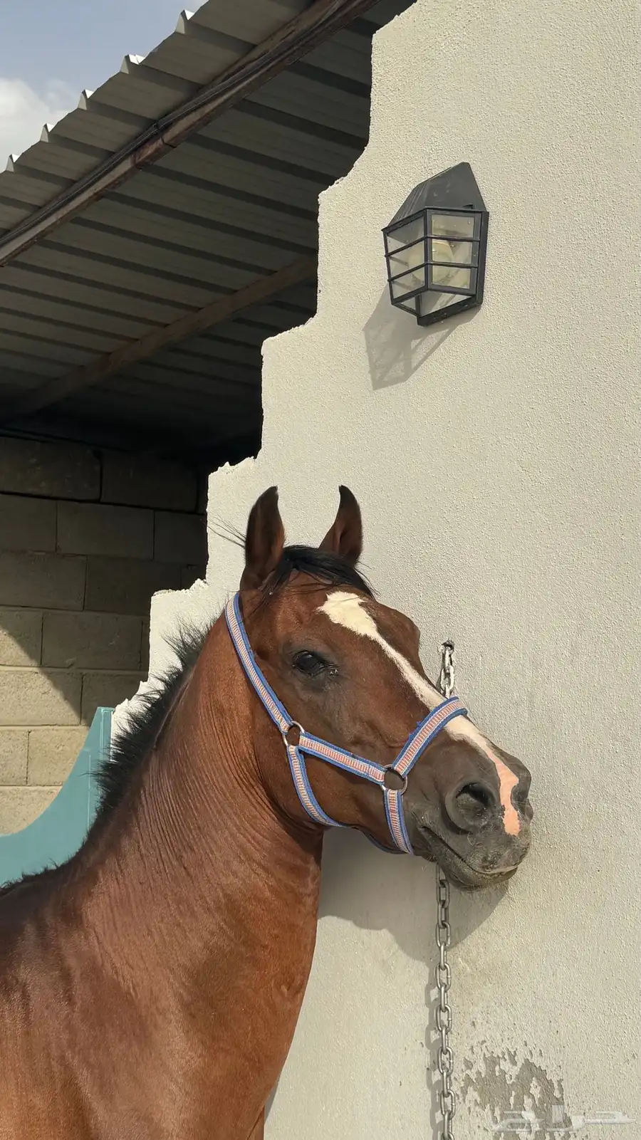 خيل انجليزي 1