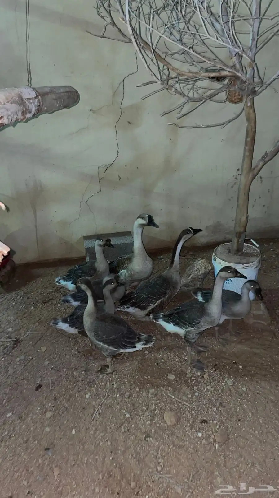 وز عراقي ب فروخه 1