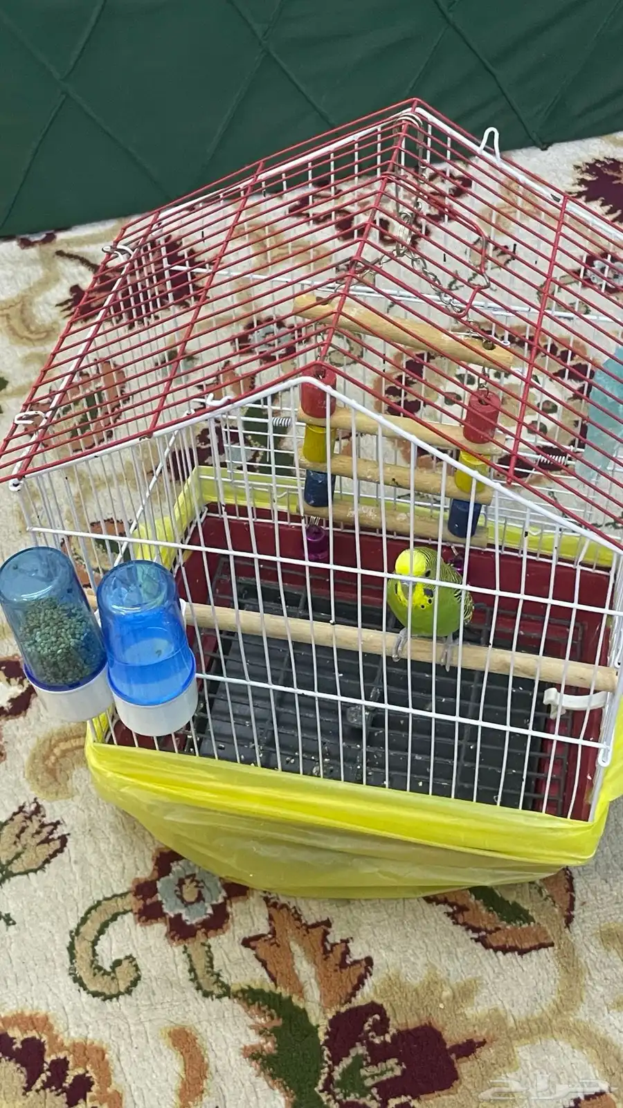 عصفور بادجي للبيع 1