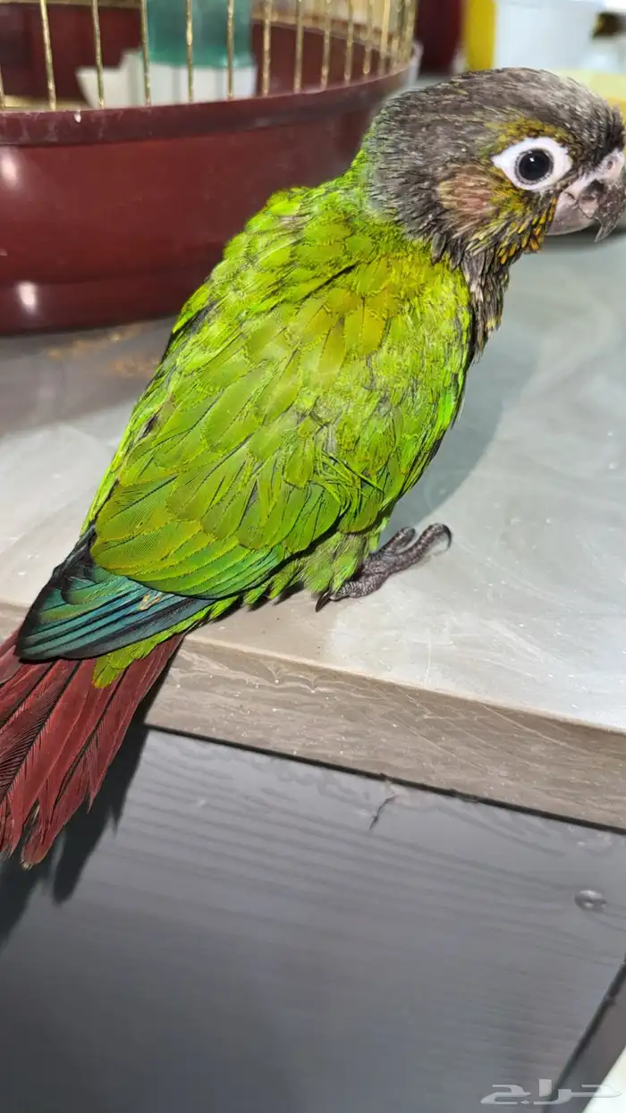 ببغاء كنيور 2