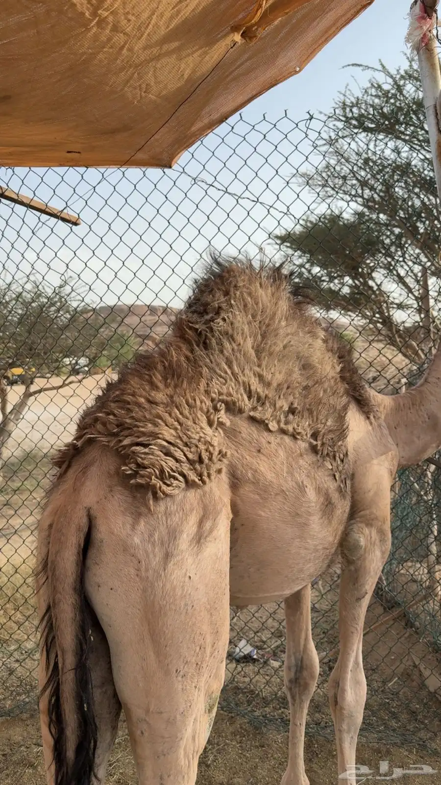 للبيع قعود كفو 0