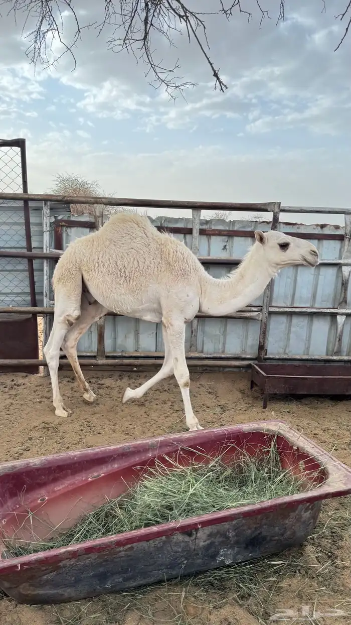حشوان على حليب اماتها 1