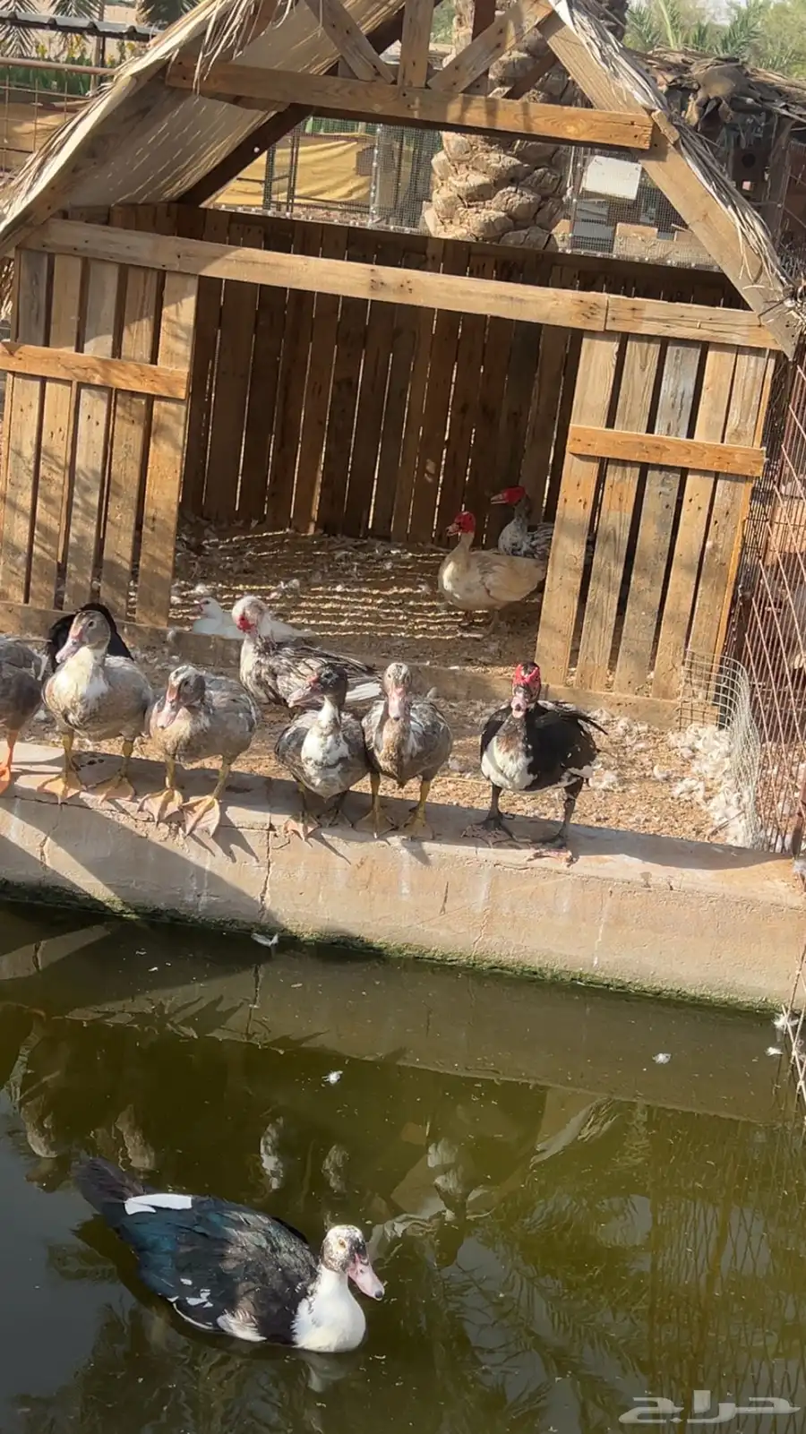 بح منتج وبشاير 0