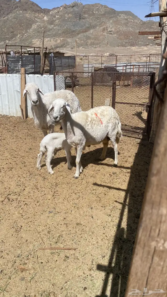 نعجه والد وتيس فحل 4