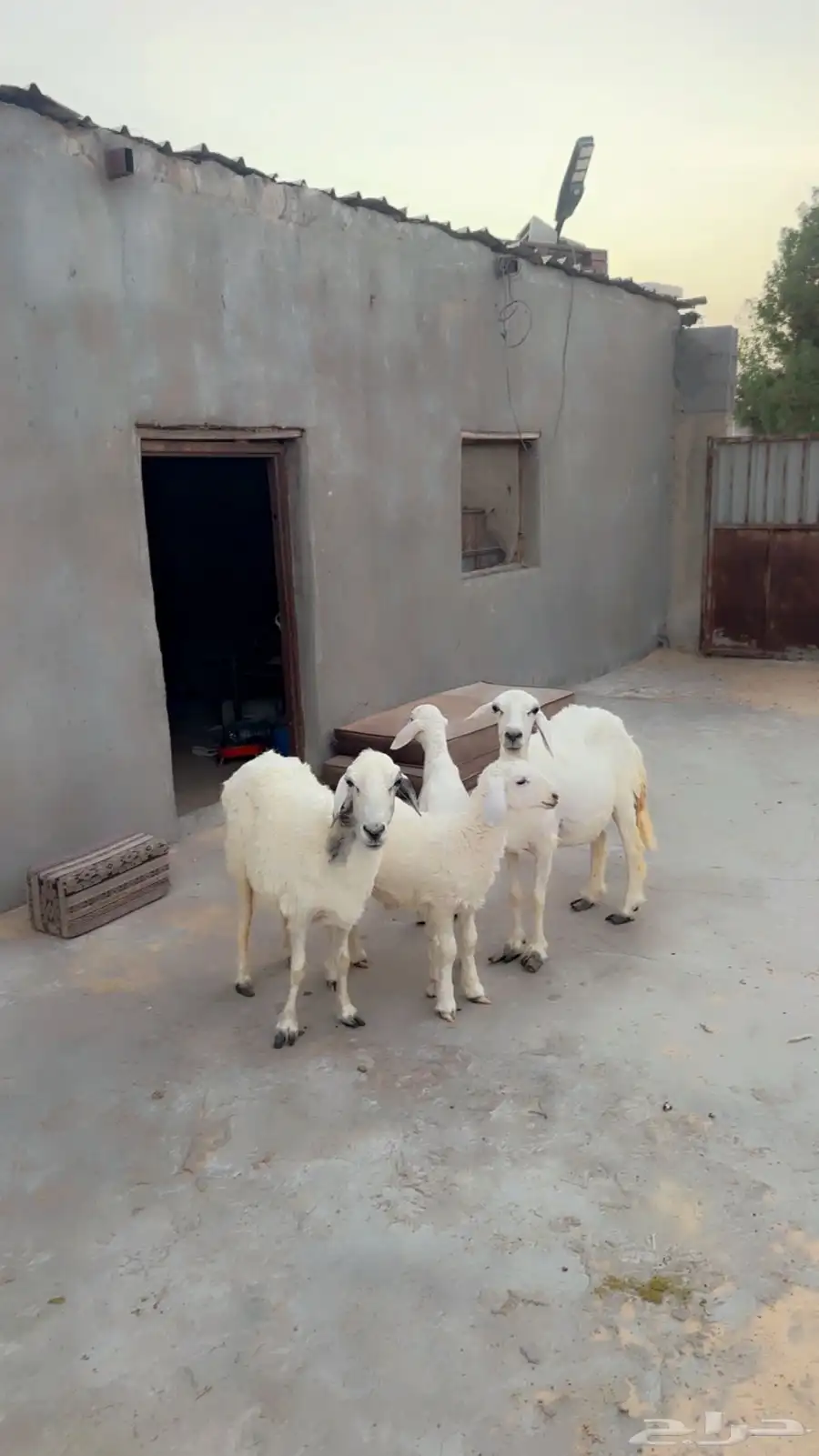 حريات رغايث 1