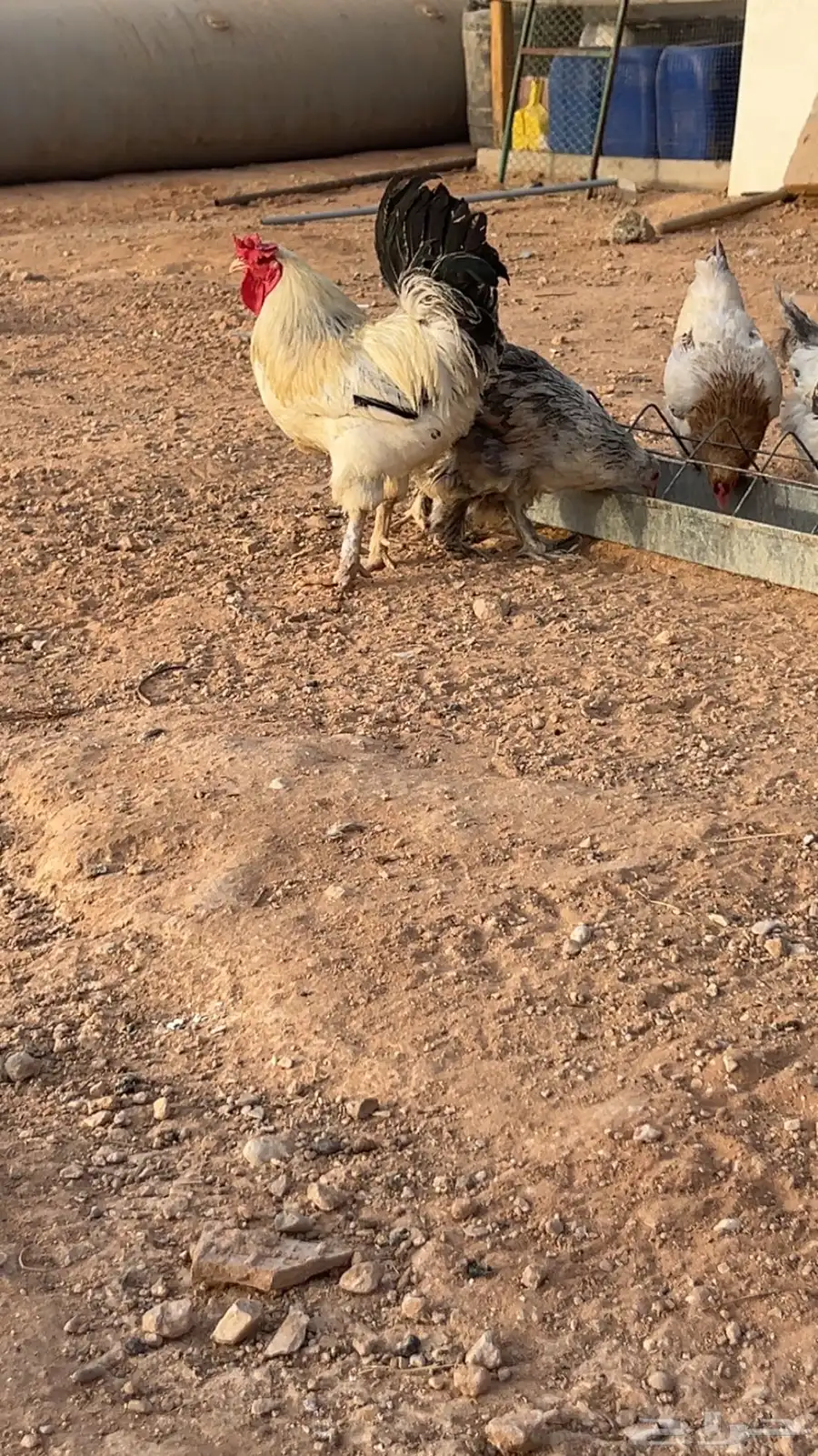 دجاج براهما كولمبي العدد 23 2