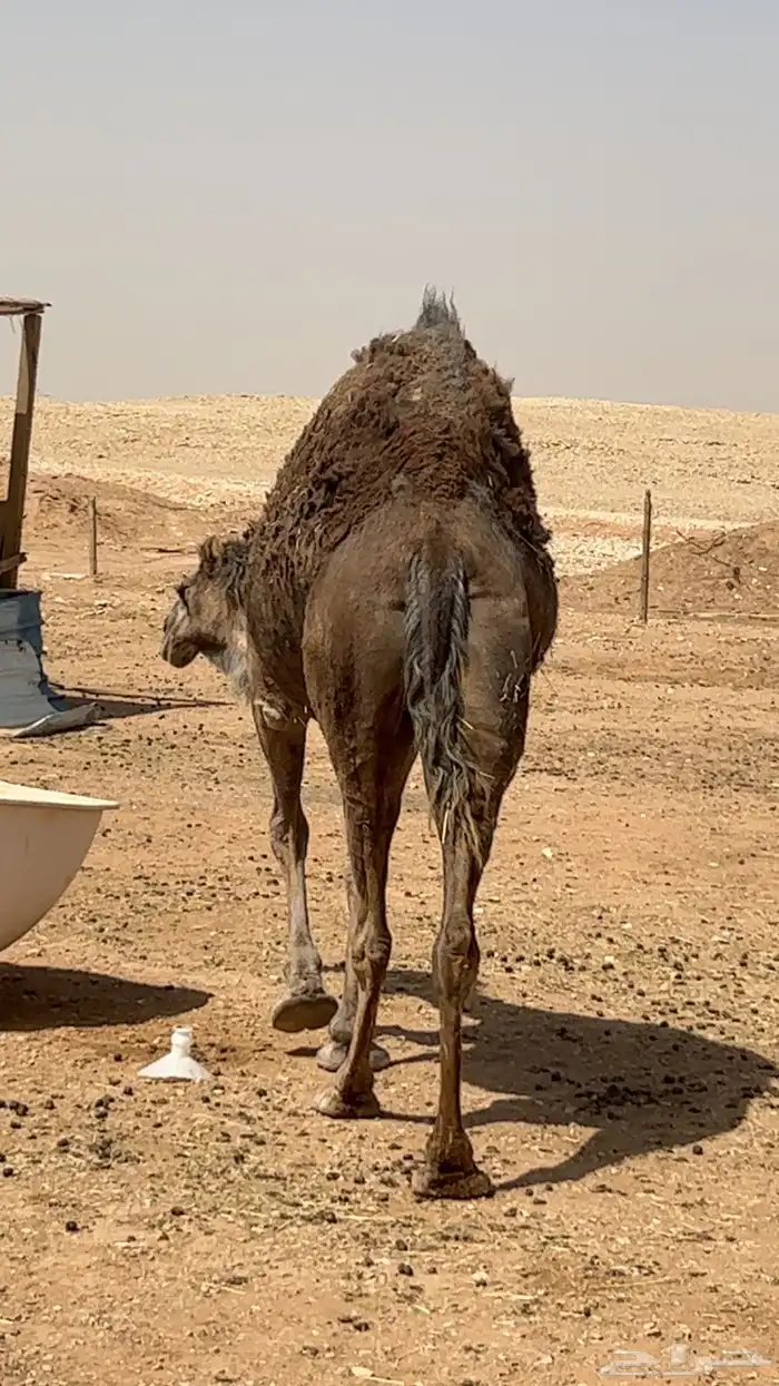 ناقه حايل سمين طيبه بالحيل تصلح صدقه 0