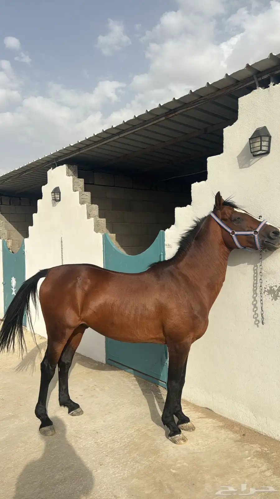 خيل انجليزي 2