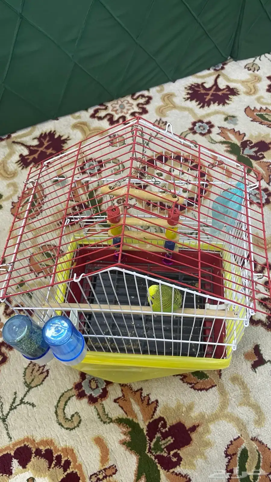 عصفور بادجي للبيع 0