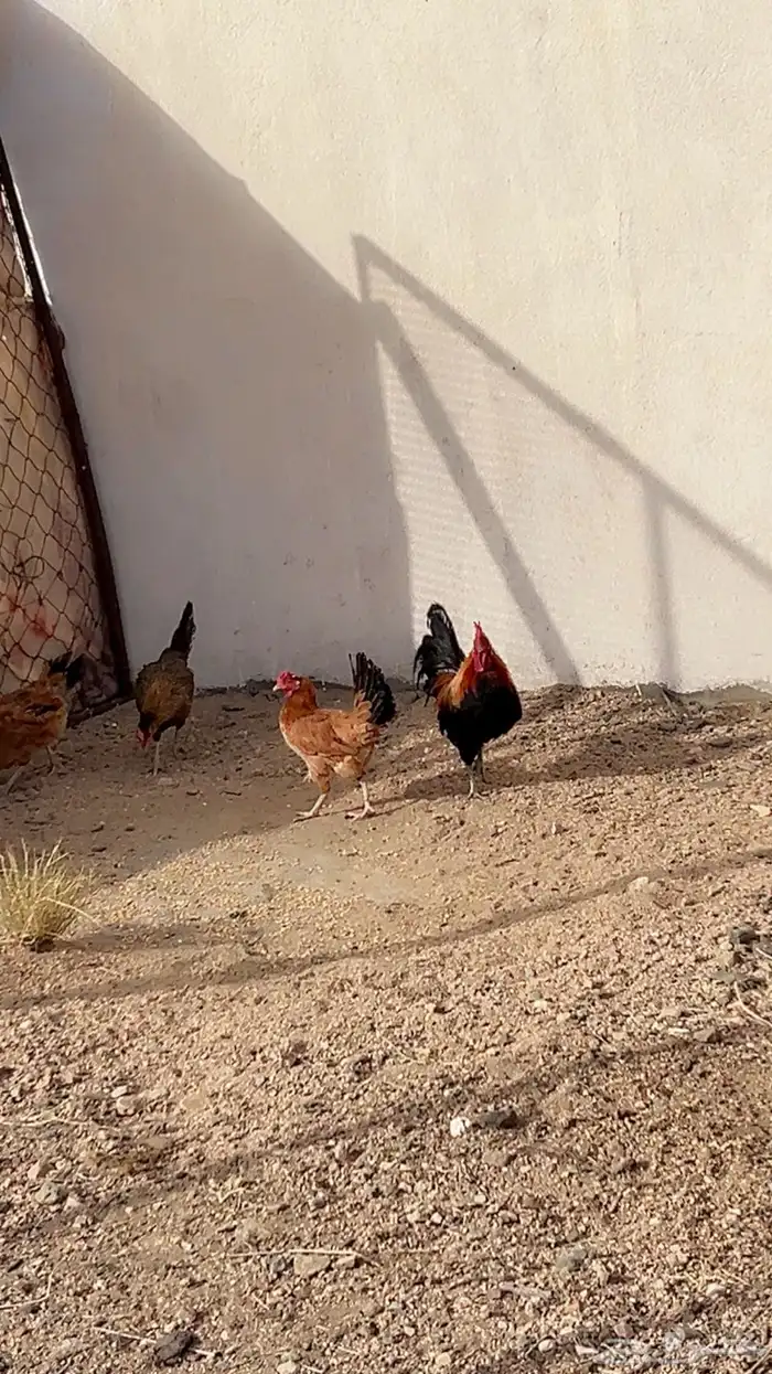 تم البيع 4