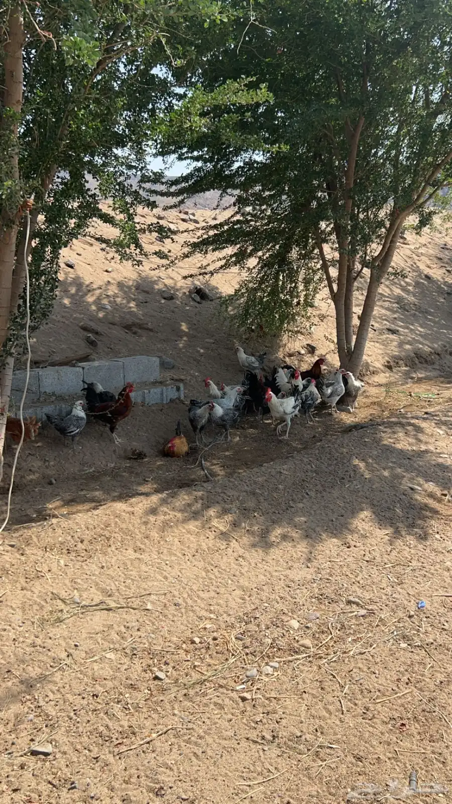 دجاج بلدي وفيومي 0