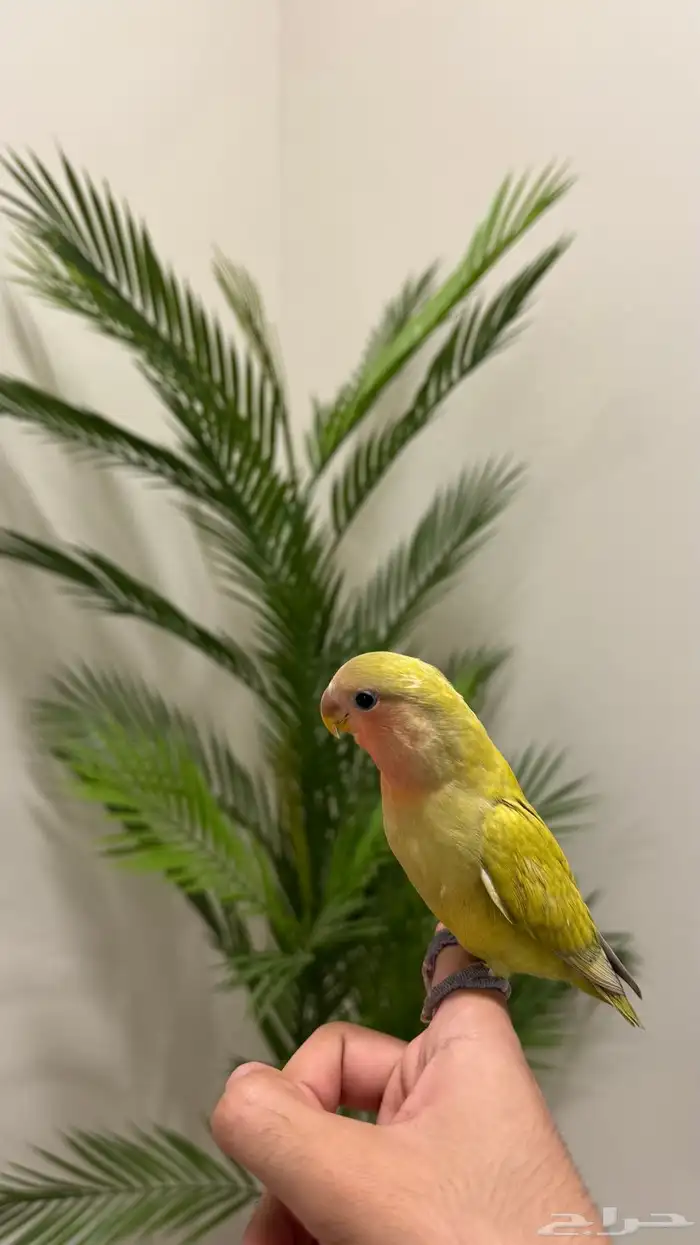 فرخ روز مفطوم وهدد (تم البيع) 0