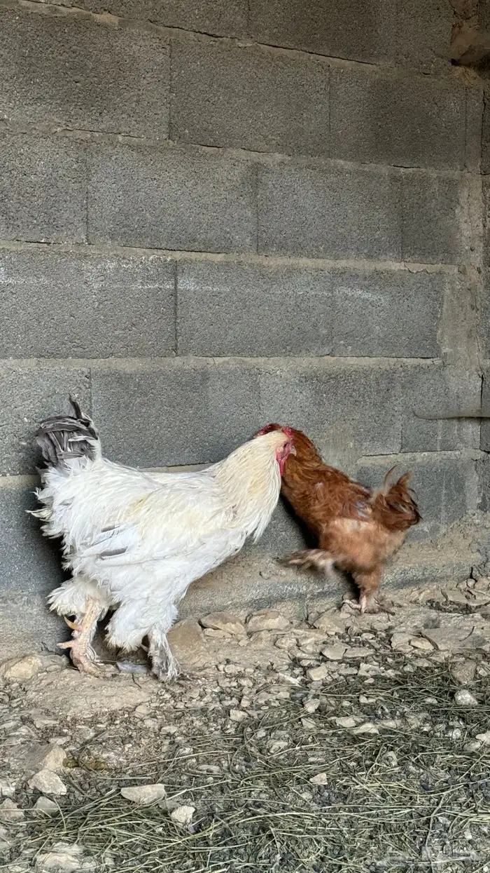 دجاج براهما 2