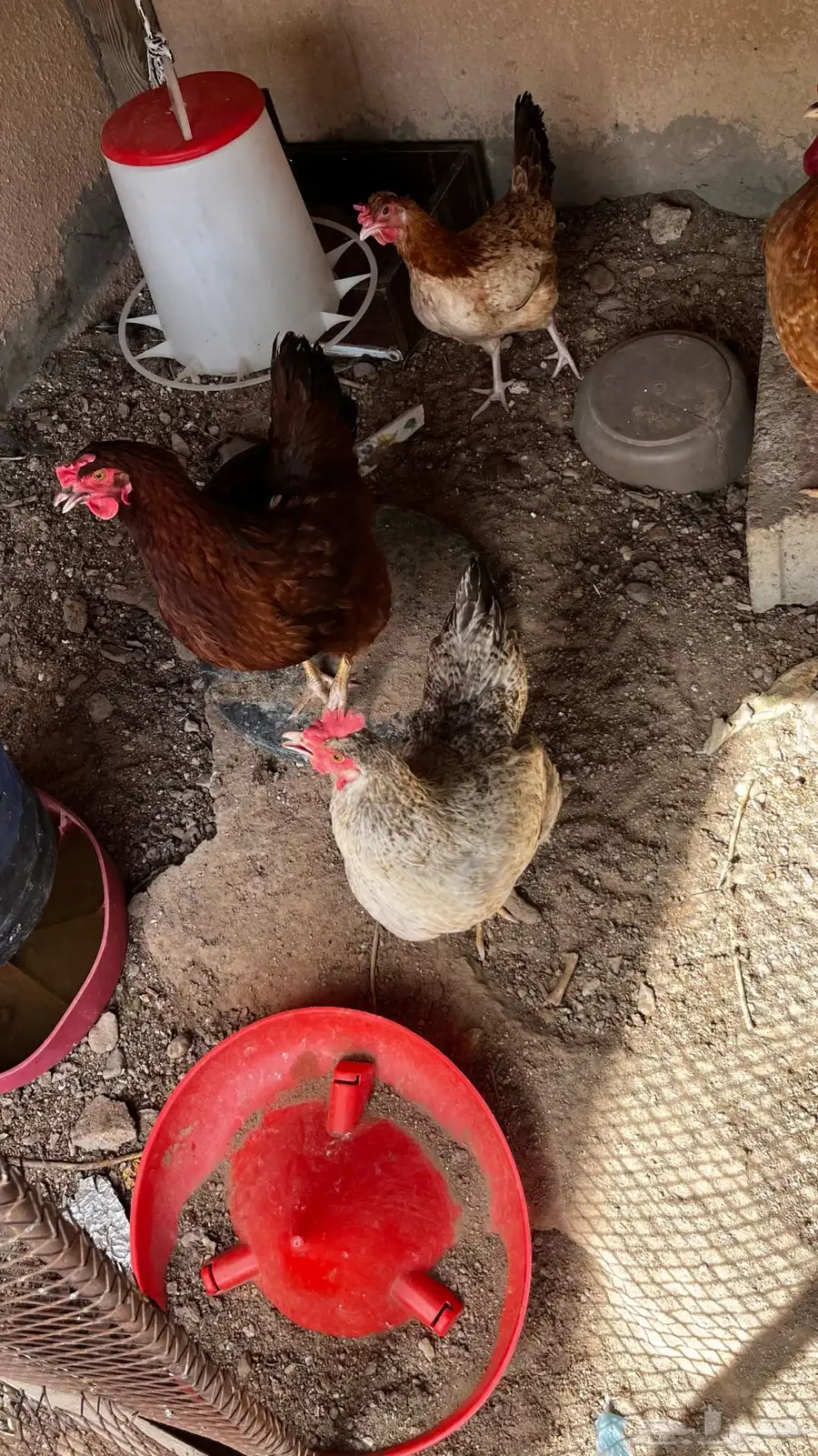 دجاج فيومي 1