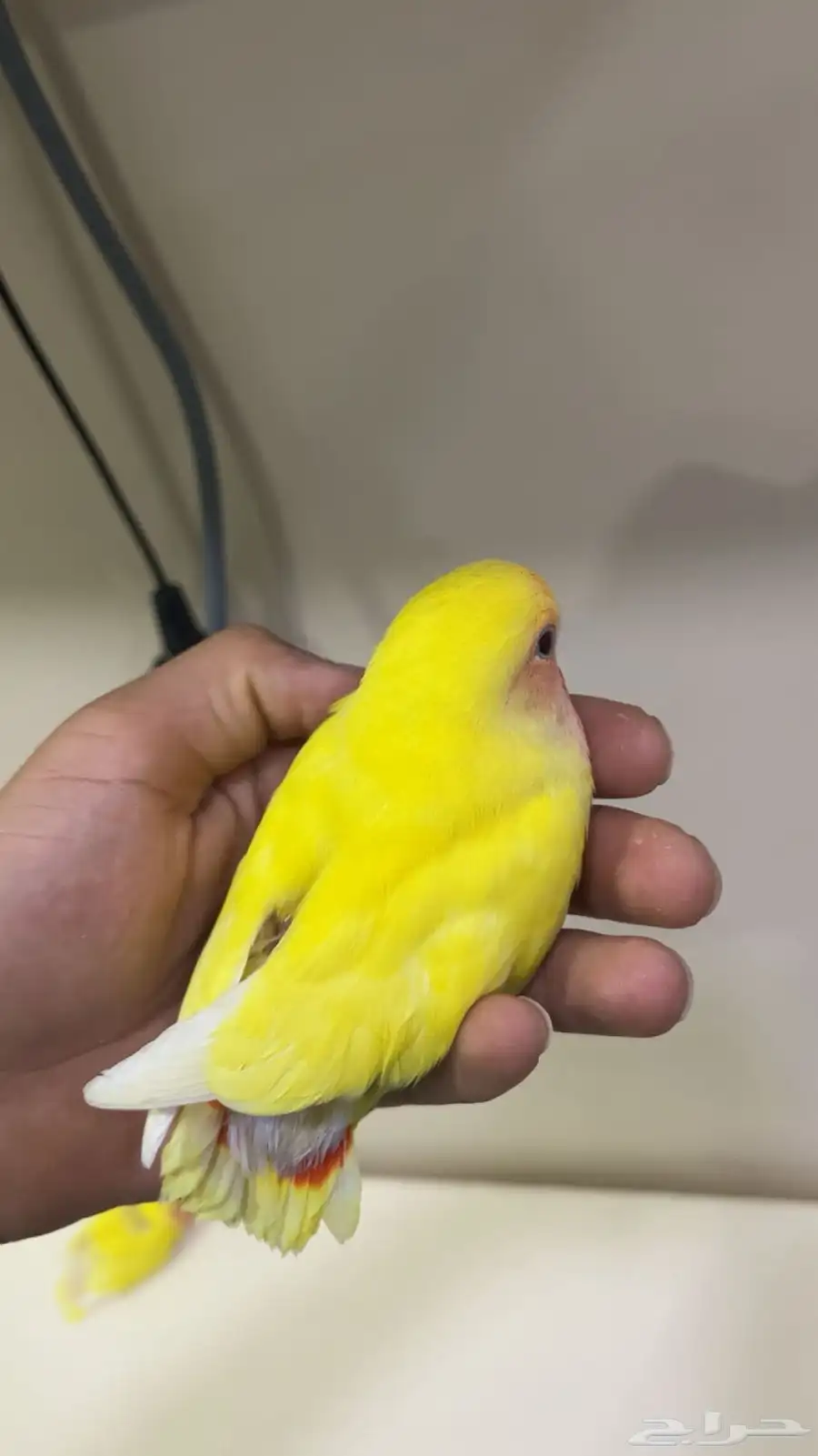للبيع فروخ روز 0
