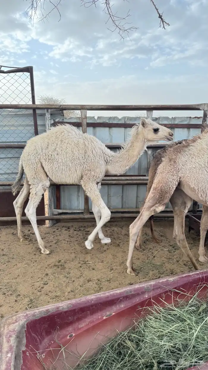 حشوان على حليب اماتها 3