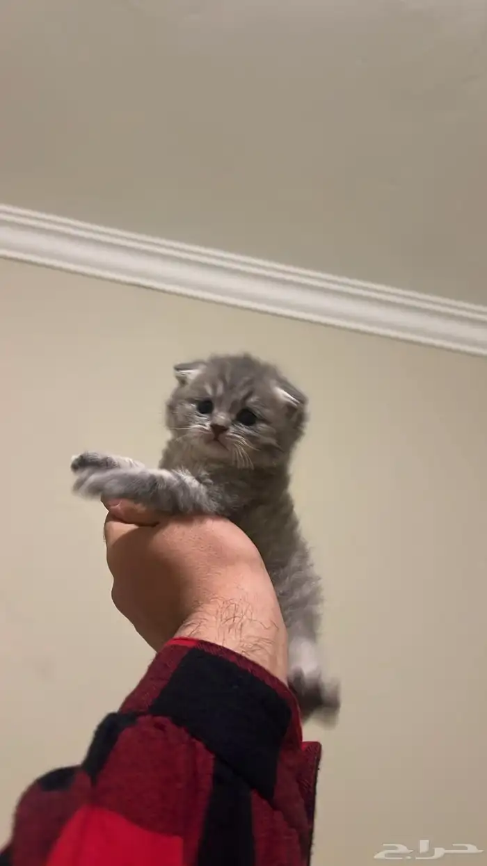 سكوتش تربل فولد 2