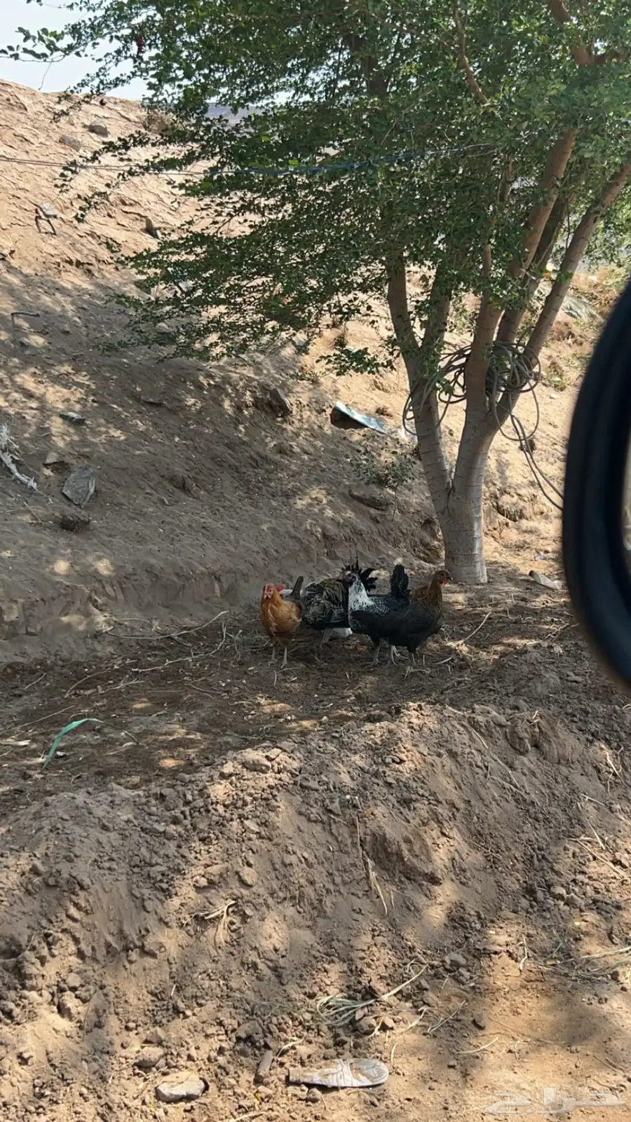 دجاج بلدي وفيومي 3