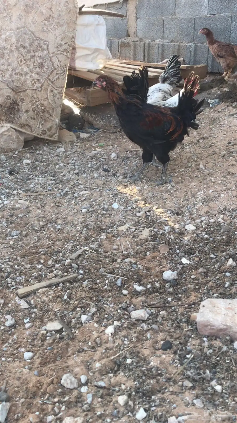 ديكه للبيع 4