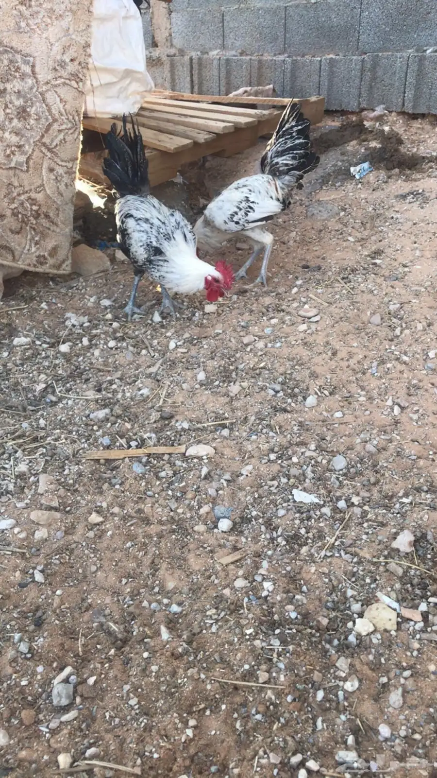 ديكه للبيع 0