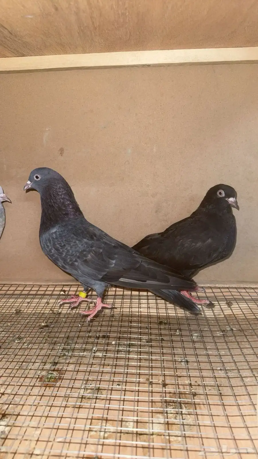 حمام قطايف 0