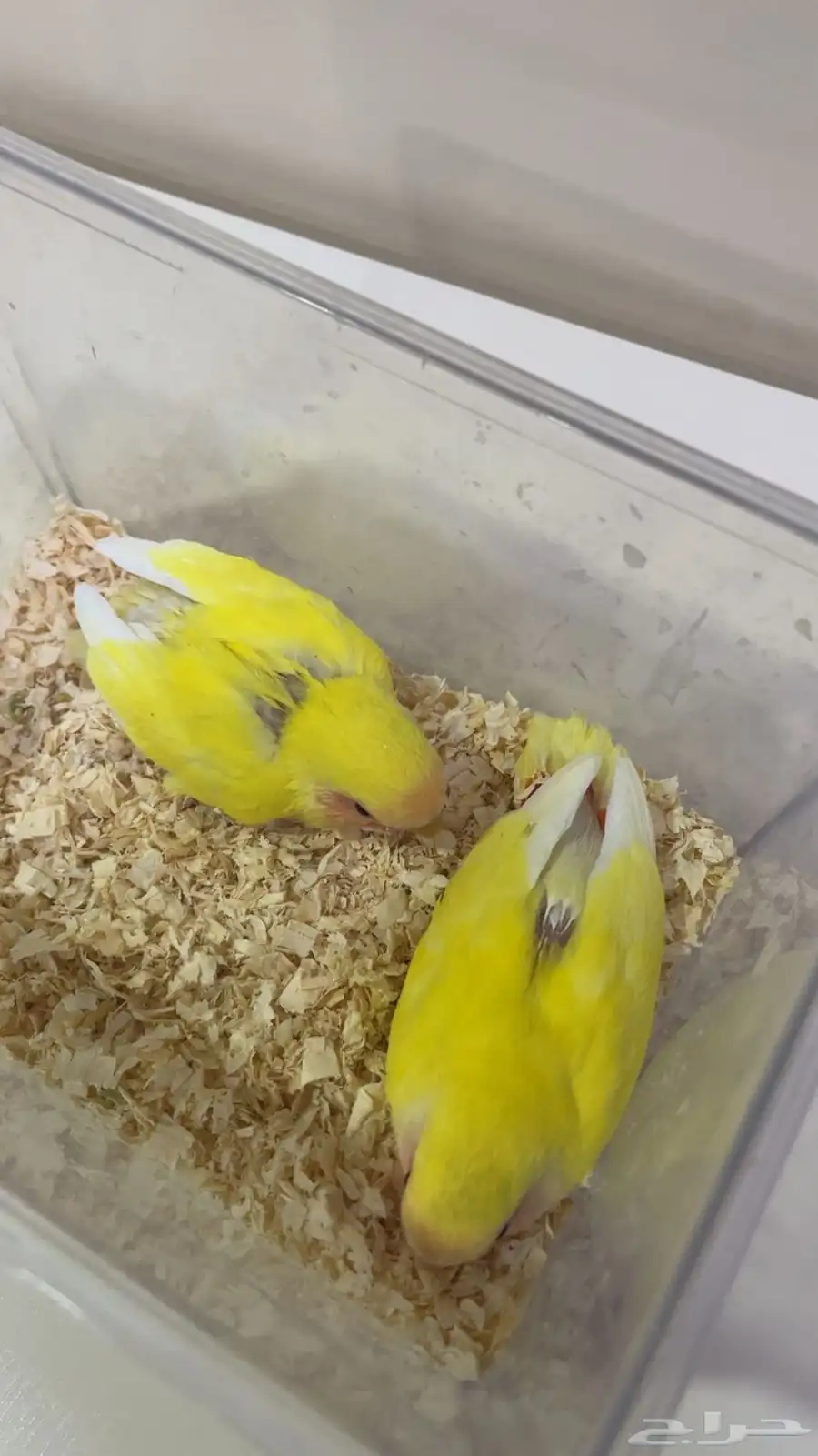 للبيع فروخ روز 2