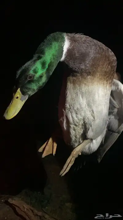 بط شرشيري جملة 1