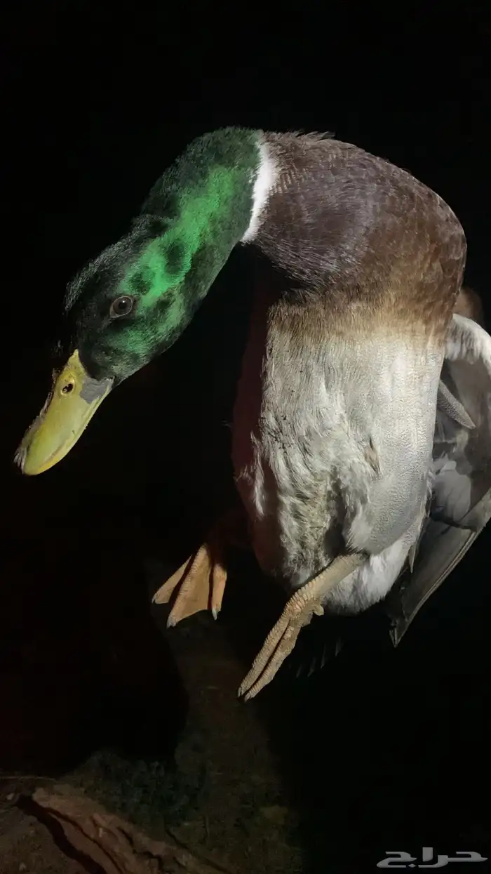 بط شرشيري جملة 1