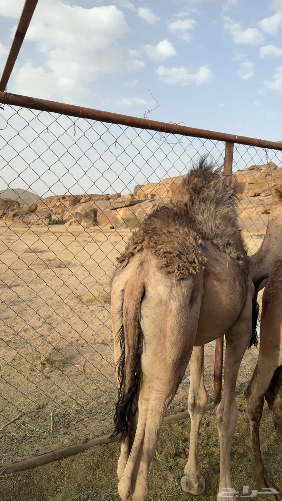 للبيع قعود كفو 2