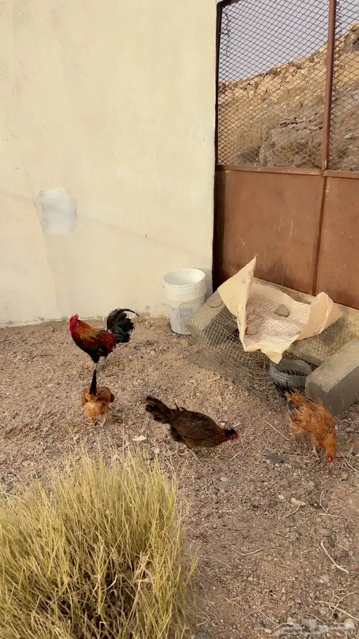 تم البيع 0
