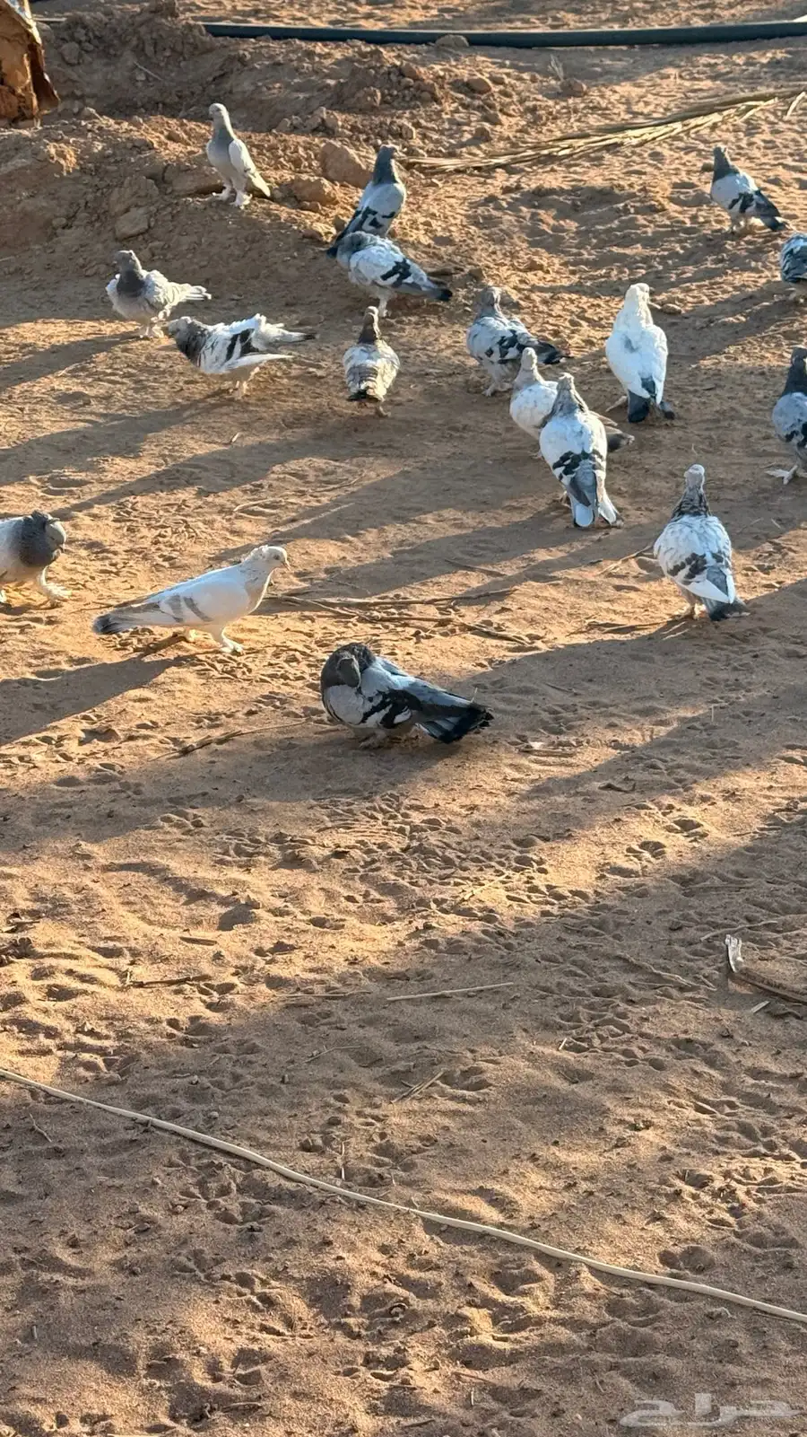 حمام جميل زينه 6