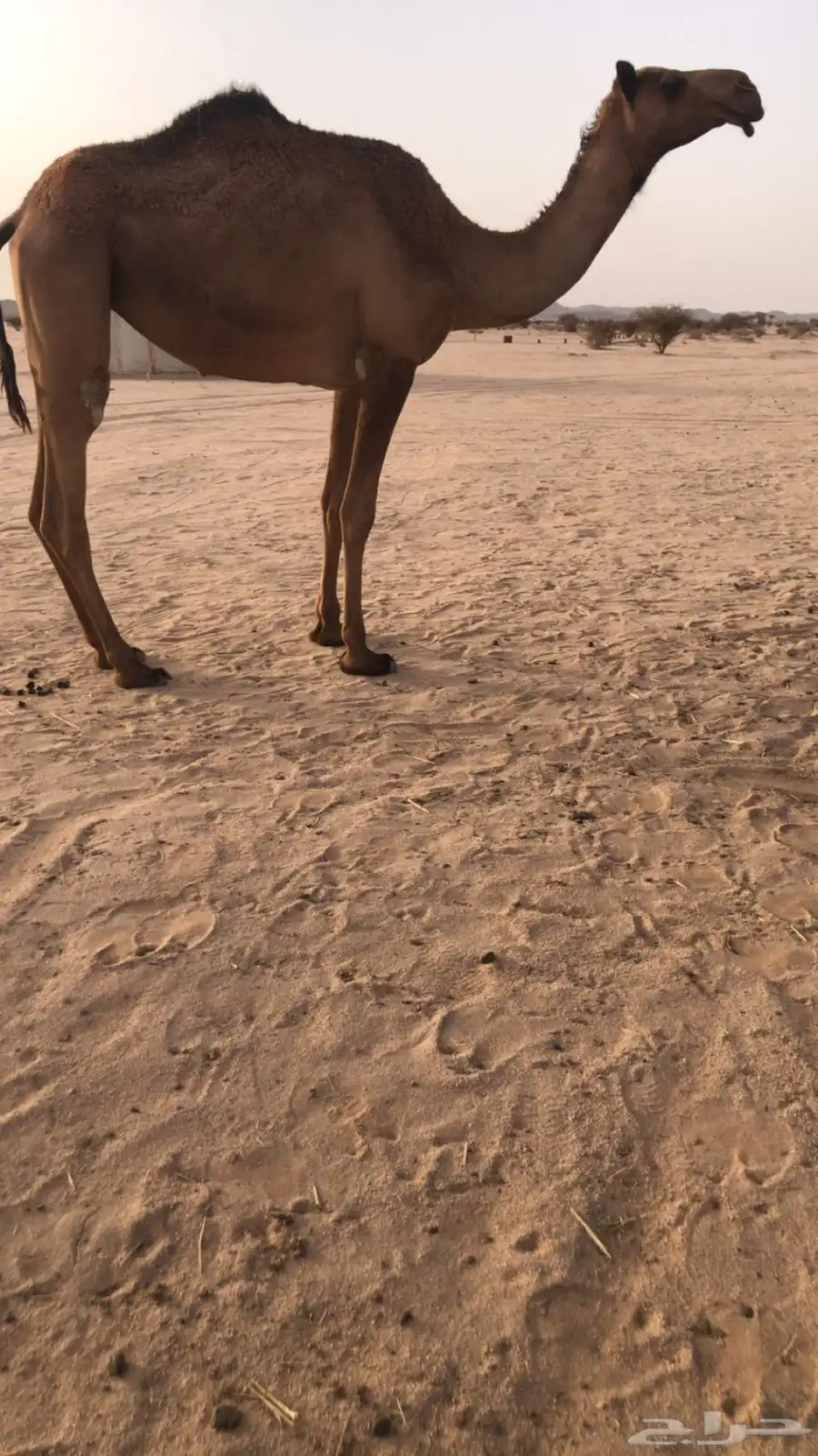 للبيع بكره صفرا جذعه كفو. (( تم البيع)) اضغط على متابعه 0