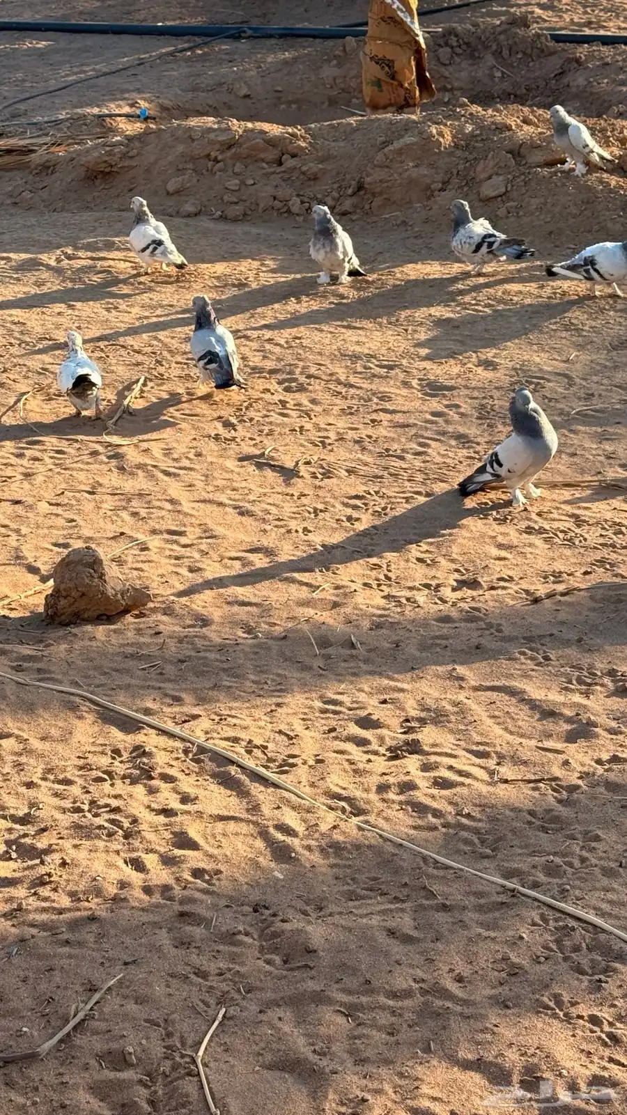 حمام جميل زينه 4