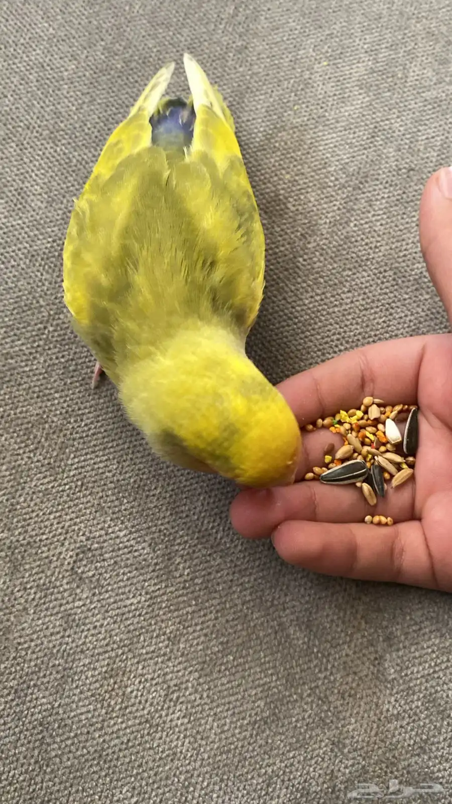 عصفور روز أليف 1