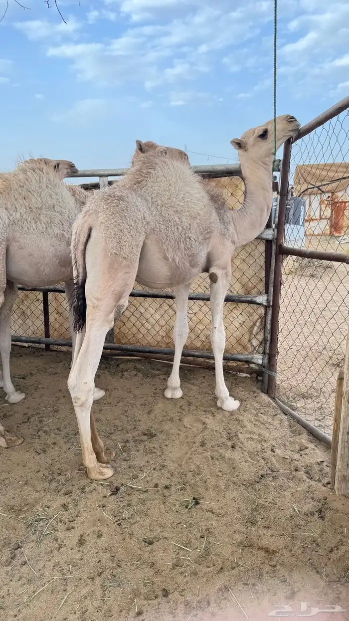 حشوان على حليب اماتها 7