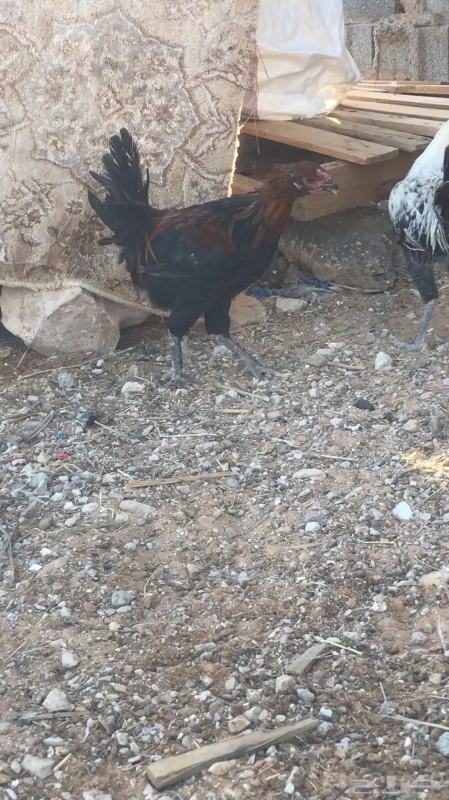 ديكه للبيع 3