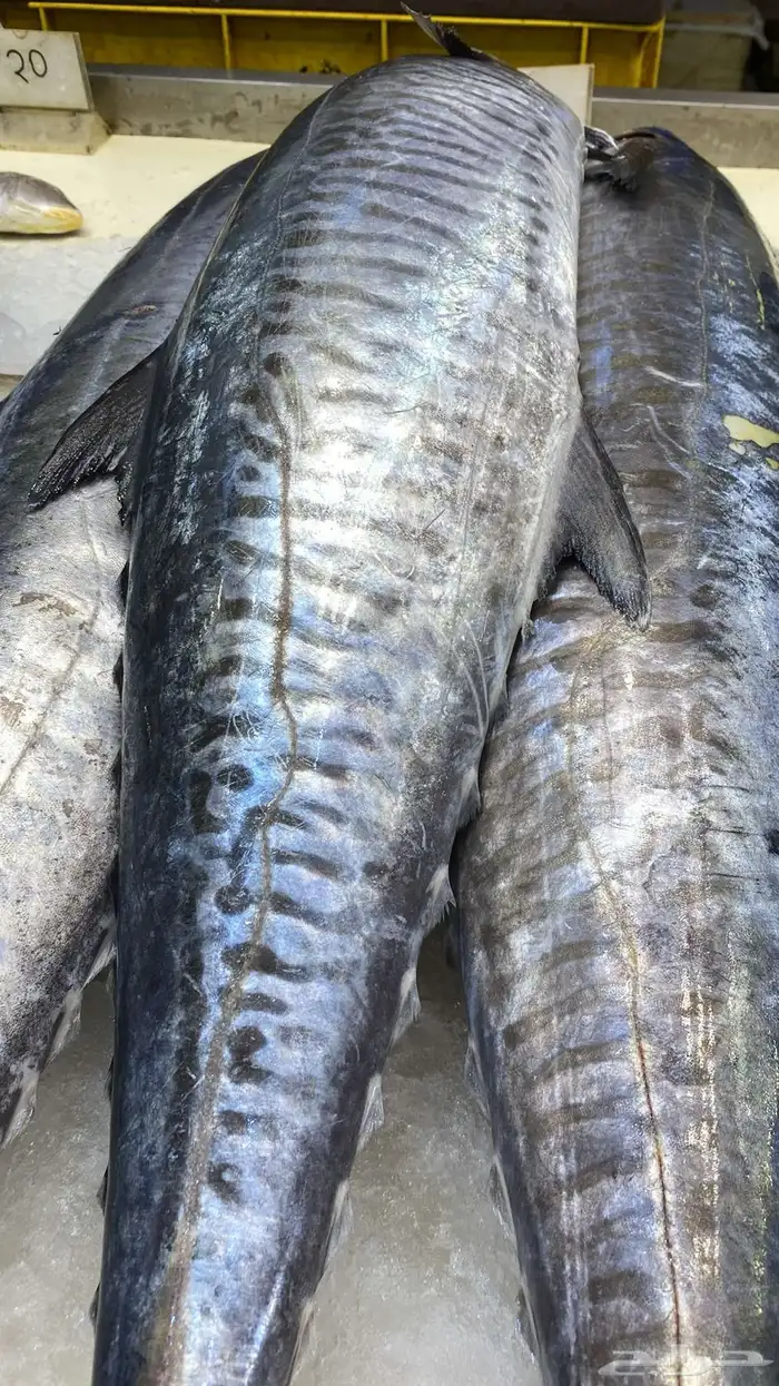 للبيع سمك وروبيان 6