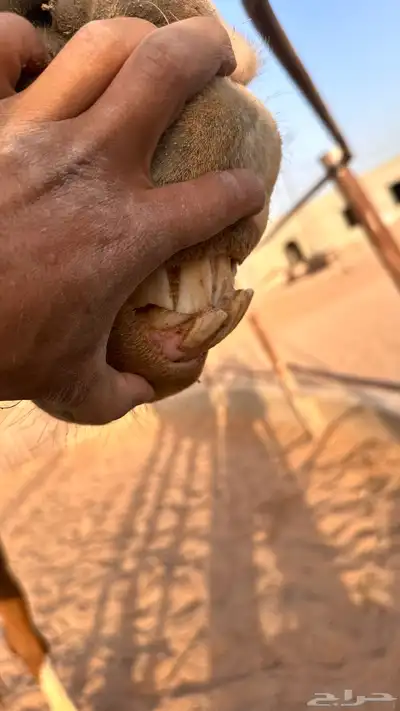فرس شعبيه معها مهر 4