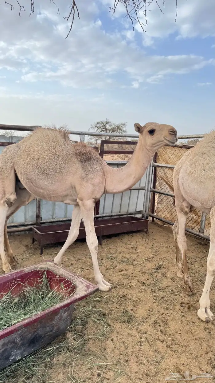 حشوان على حليب اماتها 0