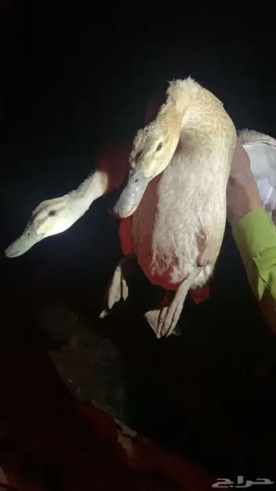 بط شرشيري جملة 2