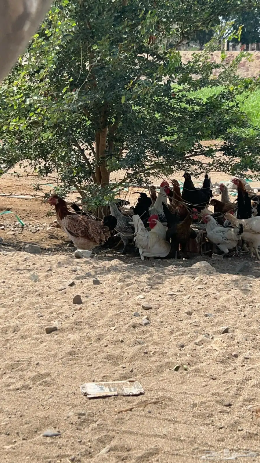 دجاج بلدي وفيومي 4