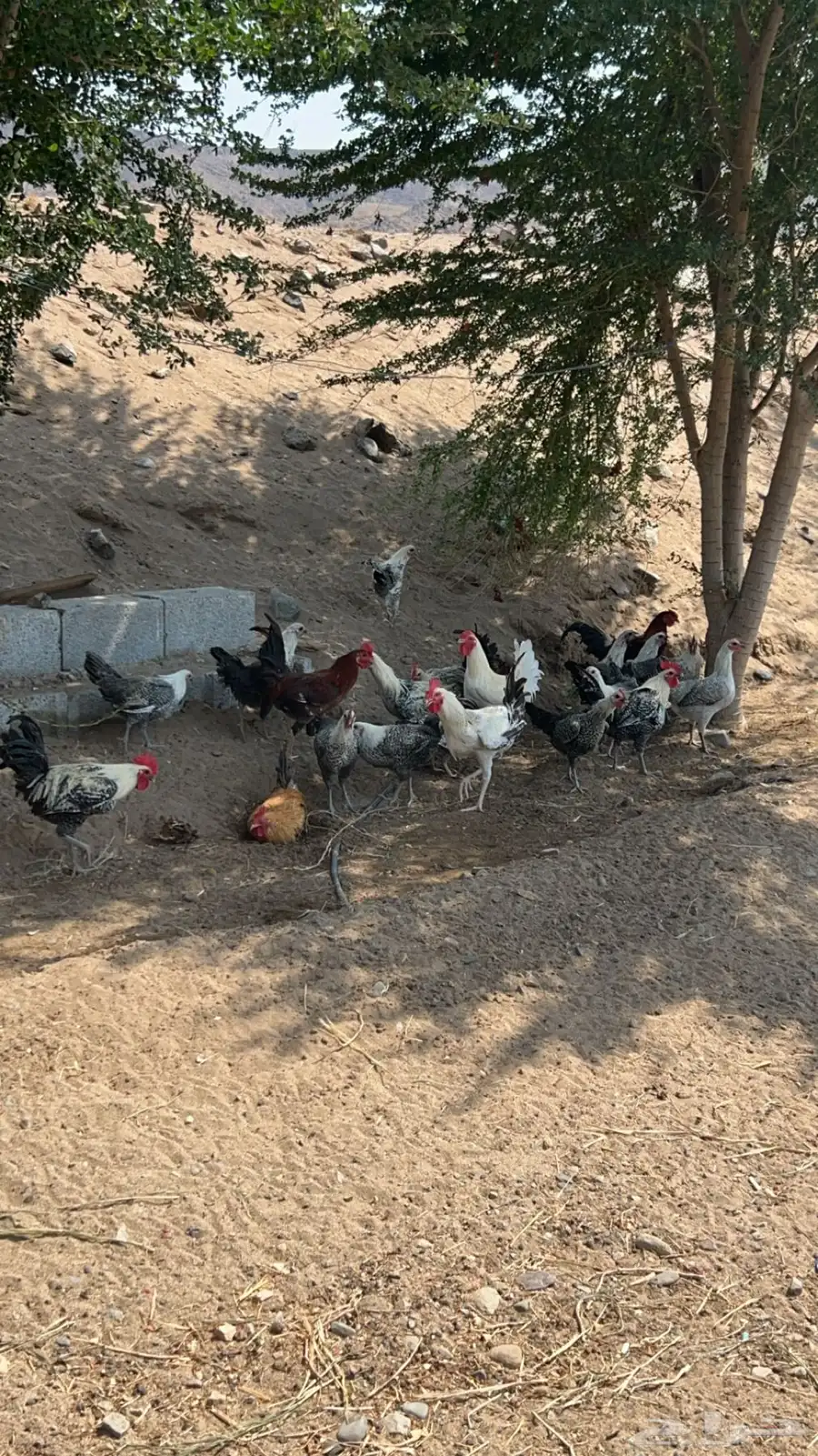 دجاج بلدي وفيومي 2