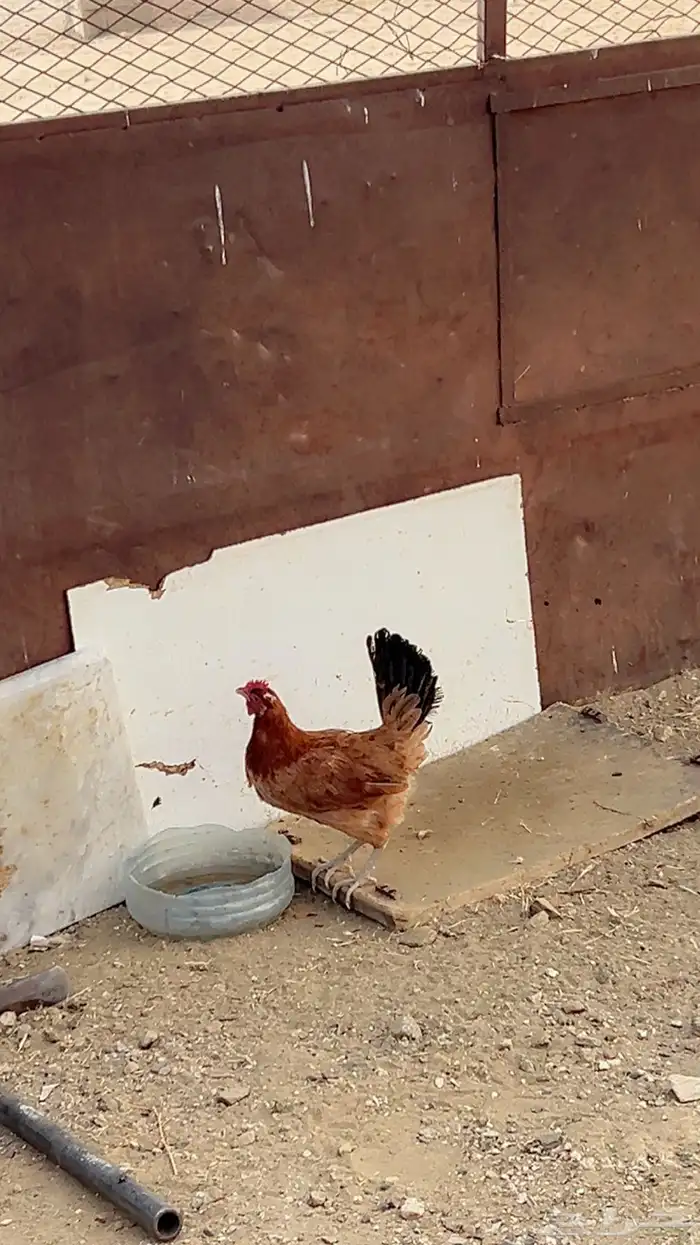 تم البيع 3