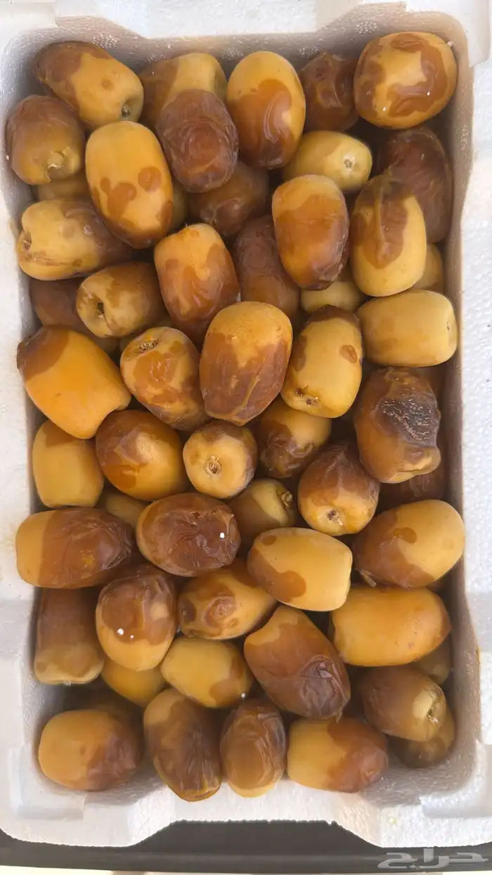 رطب خراف اليوم 2