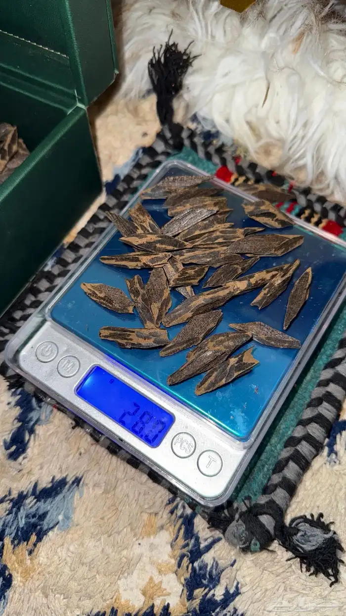 عود تايقر فيتنامي 3