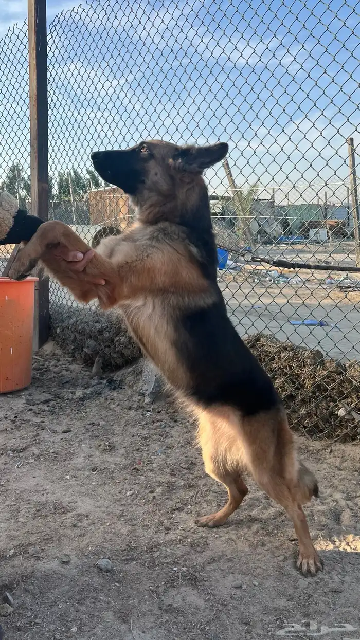 للبيع انثى جيرمن شيبرد ورك لاين 5